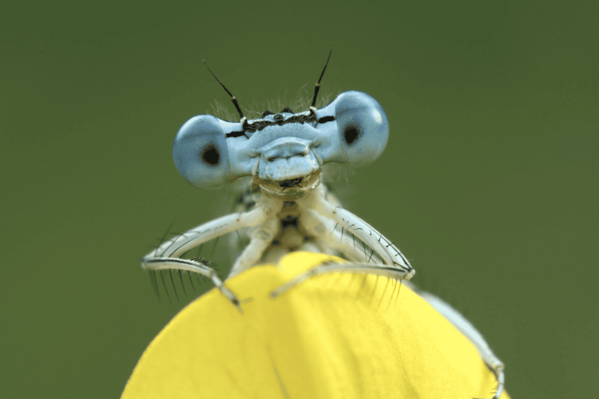 Mantis Eyes