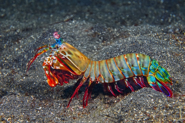 Pistol Shrimp