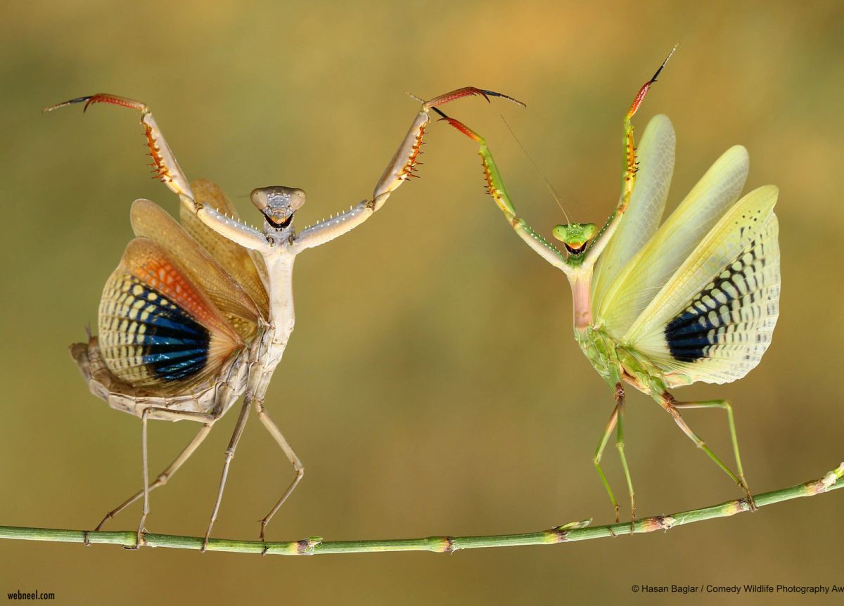 Praying Mantis